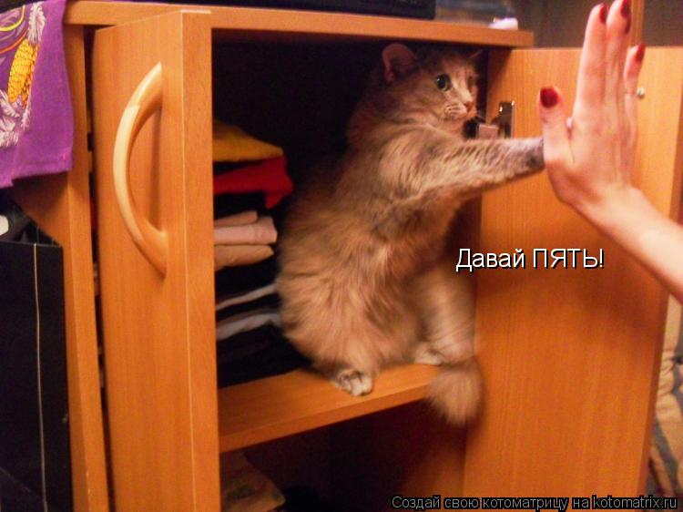 Котоматрица: Давай ПЯТЬ!