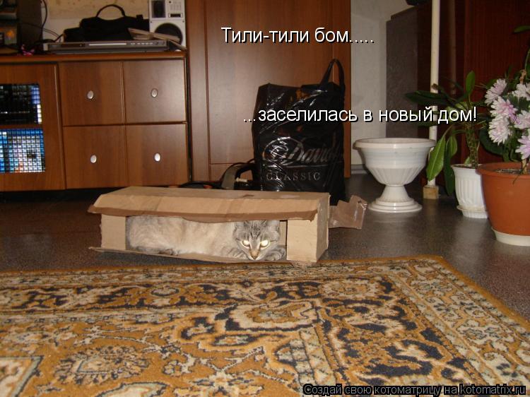 Котоматрица: Тили-тили бом..... ...заселилась в новый дом!