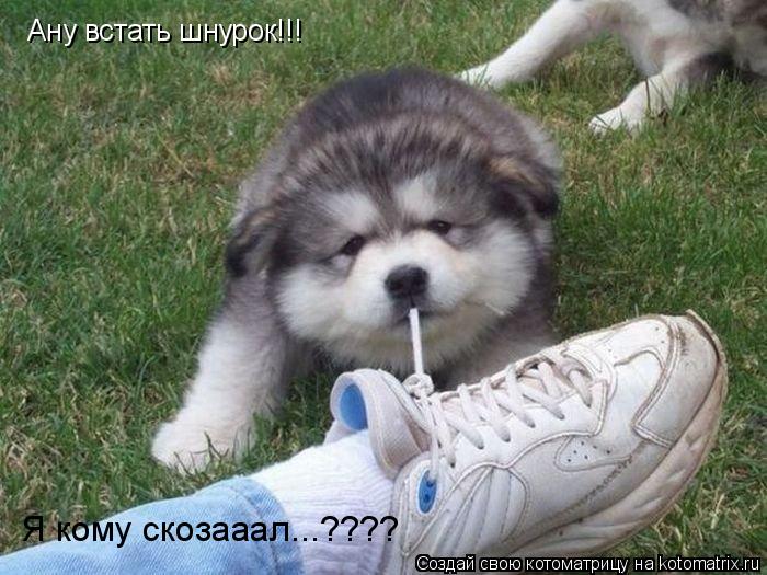 Котоматрица: Ану встать шнурок!!! Я кому скозааал...????
