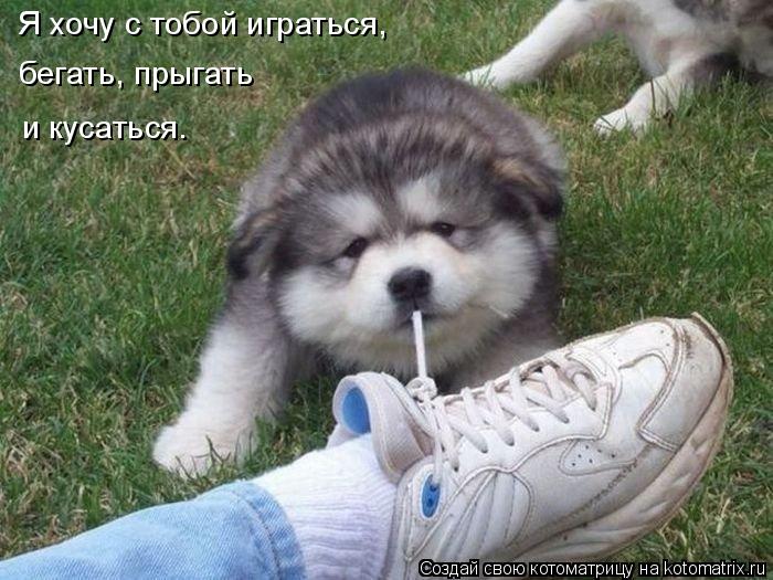 Котоматрица: Я хочу с тобой играться,  бегать, прыгать и кусаться.