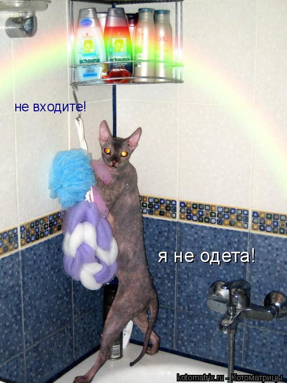 Котоматрица: не входите! я не одета!