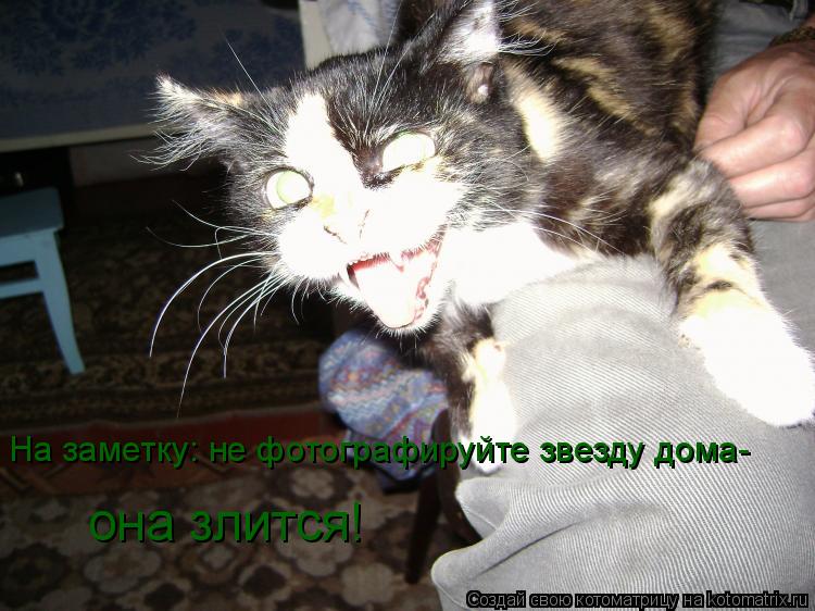 Котоматрица: На заметку: не фотографируйте звезду дома- она злится!