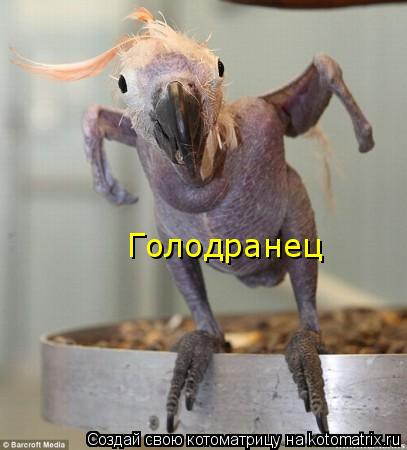Котоматрица: Голодранец