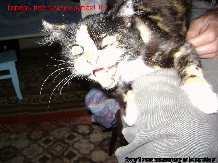 Котоматрица: Теперь все в моих зубах!!!!!!