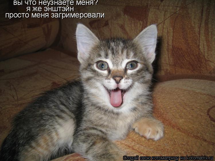 Котоматрица: вы что неузнаете меня? я же энштэйн просто меня загримеровали