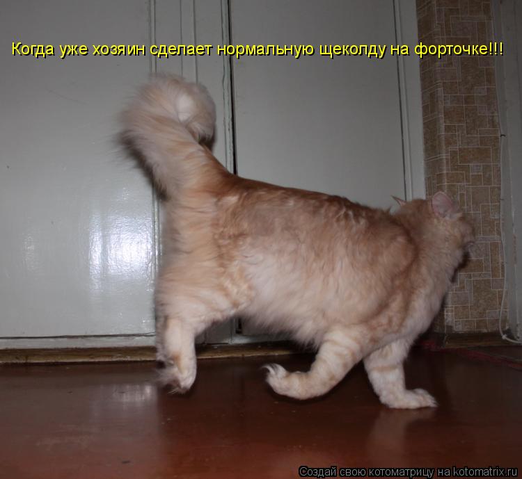 Когда уже хозяин сделает нормальную щеколду на форточке!!!... Котоматрица: Когда уже хозяин сделает нормальную щеколду на форточке!!!