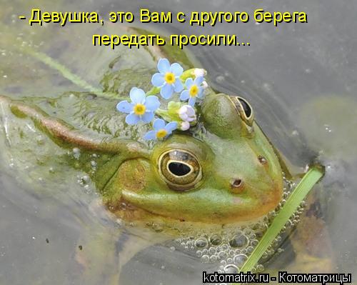 - Девушка, это Вам с другого берега передать просили...... Котоматрица: - Девушка, это Вам с другого берега передать просили...