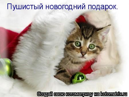 Пушистый новогодний подарок.... Котоматрица: Пушистый новогодний подарок.