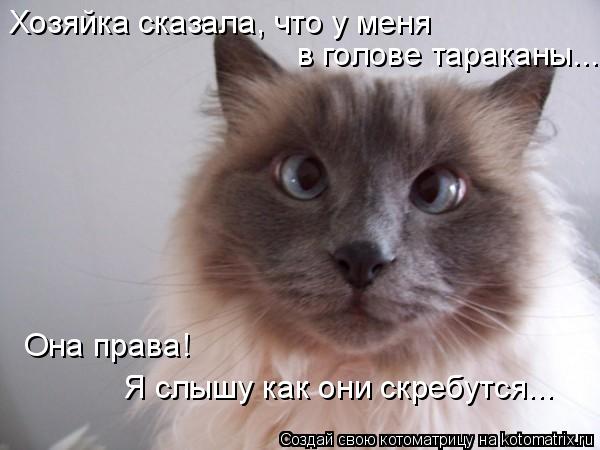 Котоматрица: Хозяйка сказала, что у меня  в голове тараканы... Она права!  Я слышу как они скребутся...