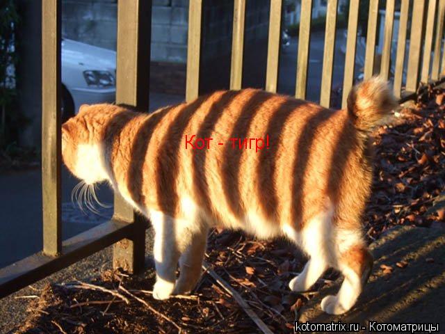 Кот - тигр!... Котоматрица: Кот - тигр!
