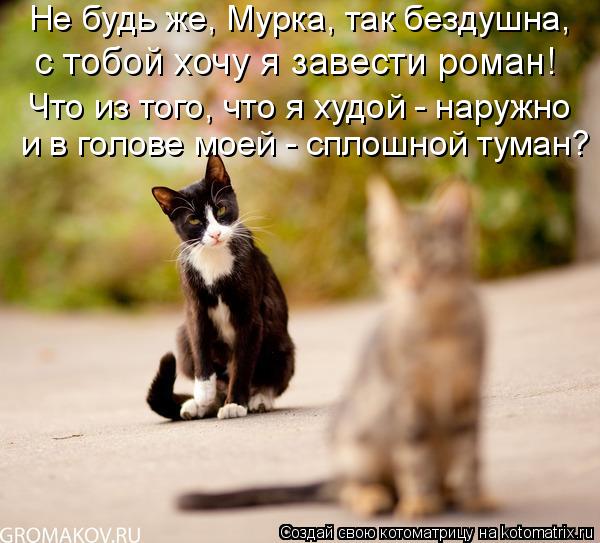 Котоматрица: Не будь же, Мурка, так бездушна, с тобой хочу я завести роман! и в голове моей - сплошной туман? Что из того, что я худой - наружно