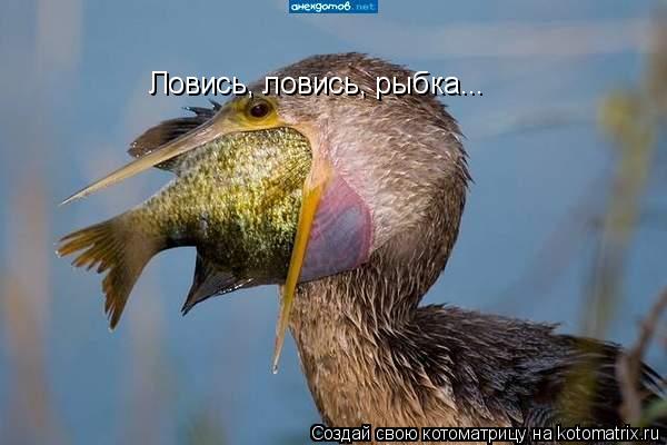 Ловись, ловись, рыбка...... Котоматрица: Ловись, ловись, рыбка...