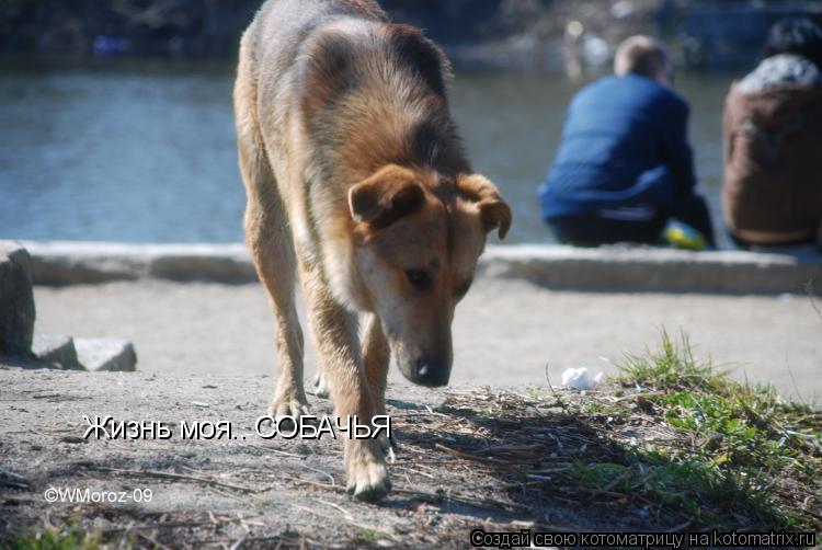 Жизнь моя.. СОБАЧЬЯ... Котоматрица: Жизнь моя.. СОБАЧЬЯ