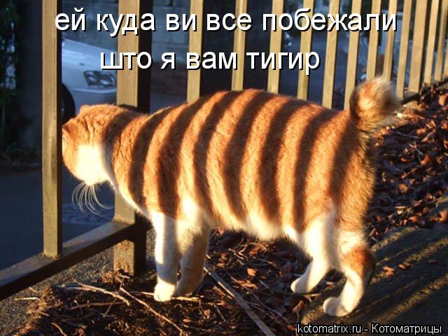 ей куда ви все побежали што я вам тигир... Котоматрица: ей куда ви все побежали што я вам тигир