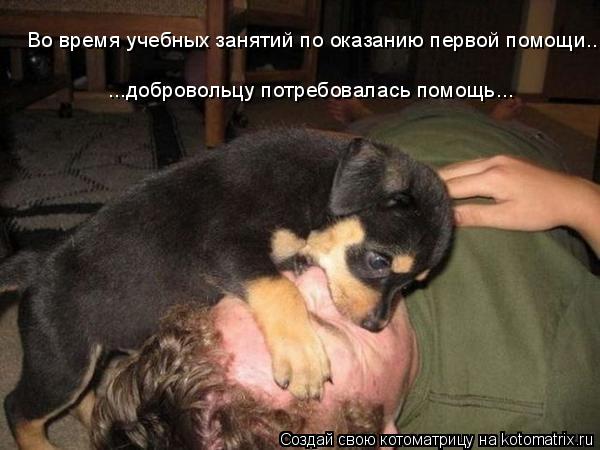 Котоматрица: Во время учебных занятий по оказанию первой помощи... ...добровольцу потребовалась помощь...