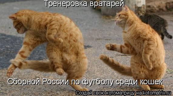 Котоматрица: Тренеровка вратарей Сборной России по футболу среди кошек