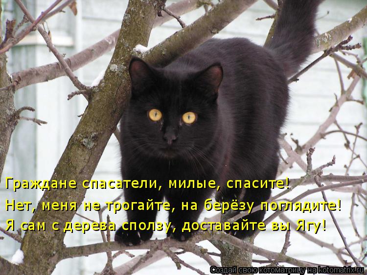 Котоматрица: Граждане спасатели, милые, спасите! Нет, меня не трогайте, на берёзу поглядите! Я сам с дерева сползу, доставайте вы Ягу!