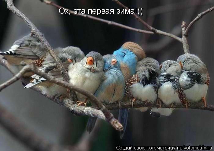 Котоматрица: Ох, эта первая зима!((