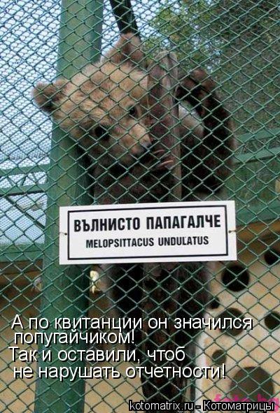 Котоматрица: А по квитанции он значился попугайчиком! Так и оставили, чтоб не нарушать отчетности!