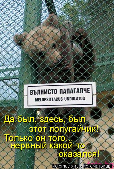 Да был, здесь, был этот попугайчик! Только он того... нервный какой-то оказался!... Котоматрица: Да был, здесь, был этот попугайчик! Только он того... нервный какой-то оказался!