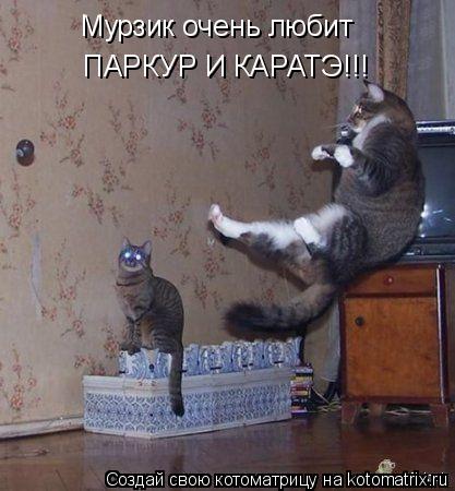 Мурзик очень любит ПАРКУР И КАРАТЭ!!!... Котоматрица: Мурзик очень любит ПАРКУР И КАРАТЭ!!!