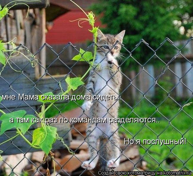 мне Мама сказала дома сидеть.. а там как раз по командам разделяются.. Но я послушный!... Котоматрица: мне Мама сказала дома сидеть.. а там как раз по командам разделяются.. Но я послушный!