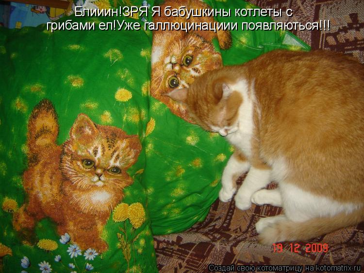 Блииин!ЗРЯ Я бабушкины котлеты с грибами ел!Уже галлюцинациии появляються!!!... Котоматрица: Блииин!ЗРЯ Я бабушкины котлеты с грибами ел!Уже галлюцинациии появляються!!!