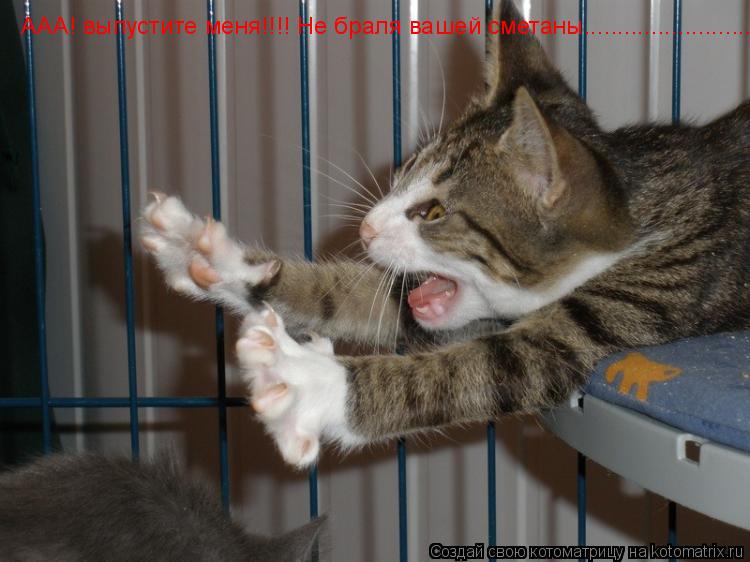ААА! выпустите меня!!!! Не браля вашей сметаны............................. Котоматрица: ААА! выпустите меня!!!! Не браля вашей сметаны..........................