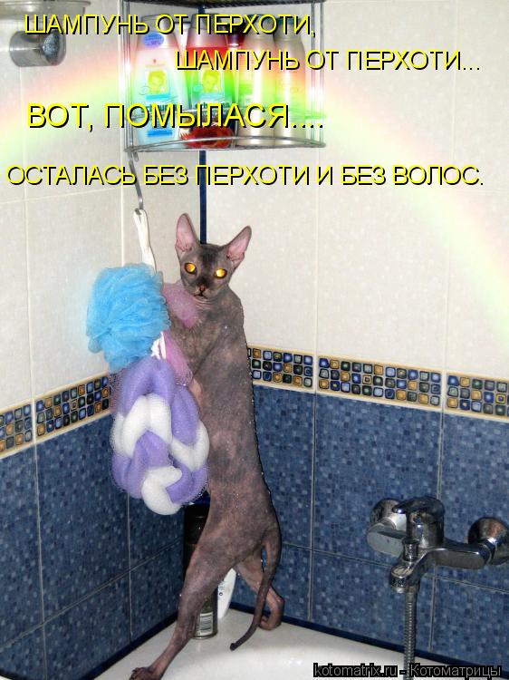 ШАМПУНЬ ОТ ПЕРХОТИ, ШАМПУНЬ ОТ ПЕРХОТИ... ОСТАЛАСЬ БЕЗ ПЕРХОТИ И БЕЗ ВОЛОС. ВОТ, ПОМЫЛАСЯ....... Котоматрица: ШАМПУНЬ ОТ ПЕРХОТИ, ШАМПУНЬ ОТ ПЕРХОТИ... ОСТАЛАСЬ БЕЗ ПЕРХОТИ И БЕЗ ВОЛОС. ВОТ, ПОМЫЛАСЯ....