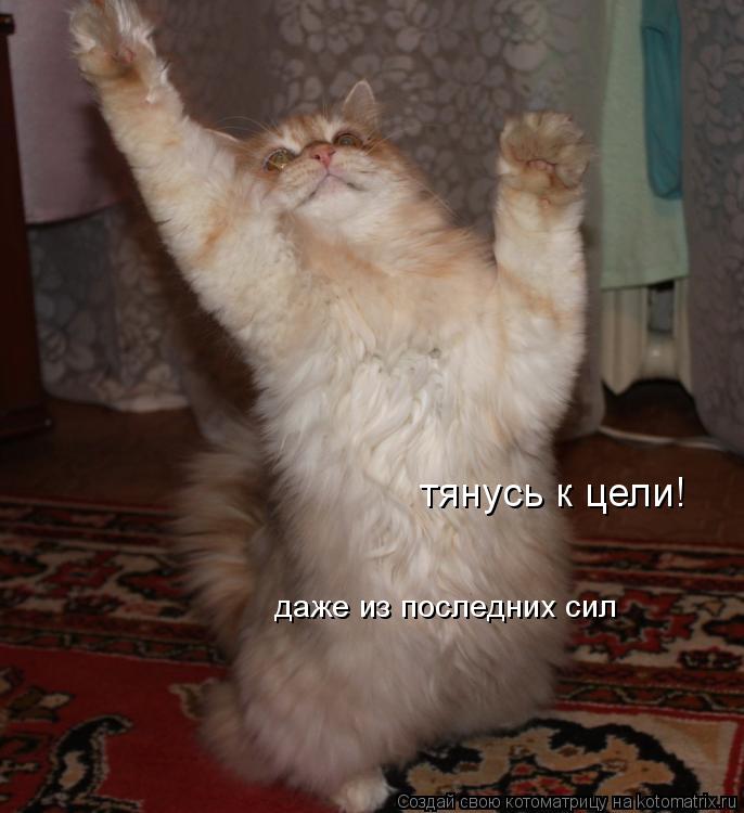 тянусь к цели! даже из последних сил... Котоматрица: тянусь к цели! даже из последних сил