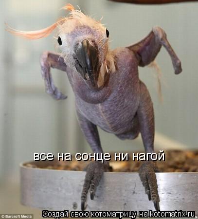 все на сонце ни нагой... Котоматрица: все на сонце ни нагой