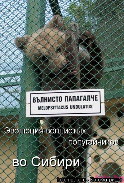 Эволюция волнистых попугайчиков во Сибири... Котоматрица: Эволюция волнистых попугайчиков во Сибири