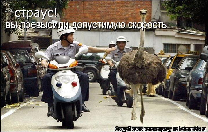 страус! вы превысили допустимую скорость... Котоматрица: страус! вы превысили допустимую скорость