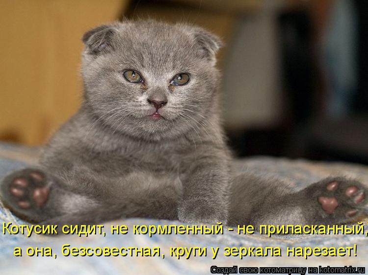 Котусик сидит, не кормленный - не приласканный, а она, безсовестная, круги у зеркала нарезает!... Котоматрица: Котусик сидит, не кормленный - не приласканный, а она, безсовестная, круги у зеркала нарезает!
