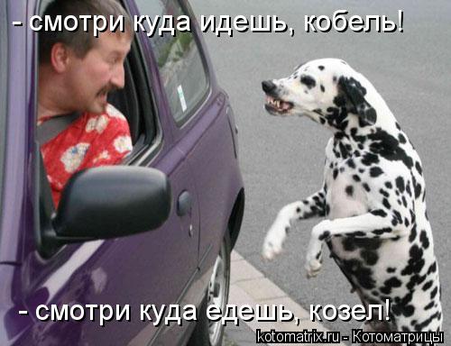 - смотри куда идешь, кобель! - смотри куда едешь, козел!... Котоматрица: - смотри куда идешь, кобель! - смотри куда едешь, козел!