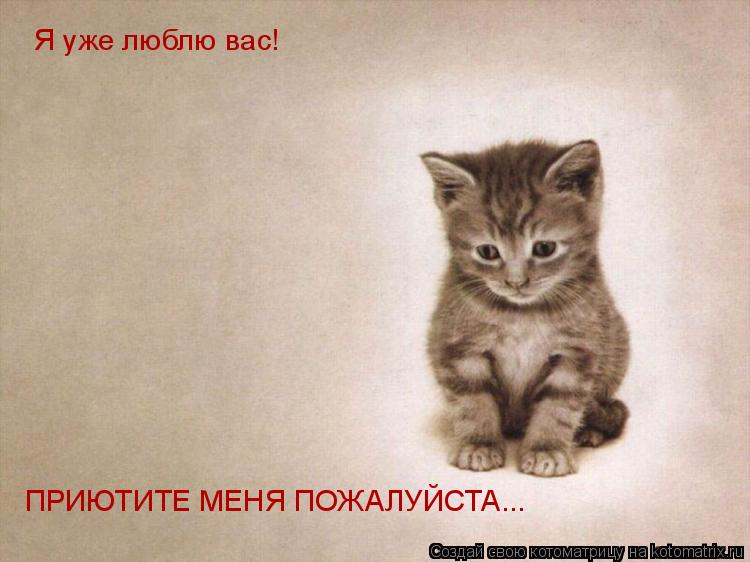 Я уже люблю вас! ПРИЮТИТЕ МЕНЯ ПОЖАЛУЙСТА...... Котоматрица: Я уже люблю вас! ПРИЮТИТЕ МЕНЯ ПОЖАЛУЙСТА...
