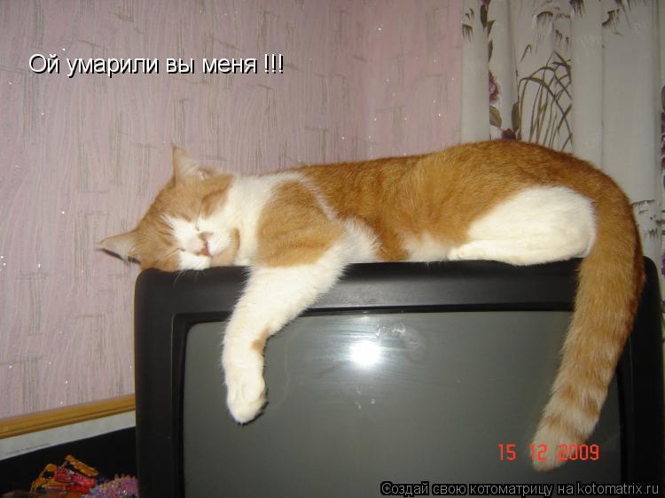 Ой умарили вы меня !!!... Котоматрица: Ой умарили вы меня !!!