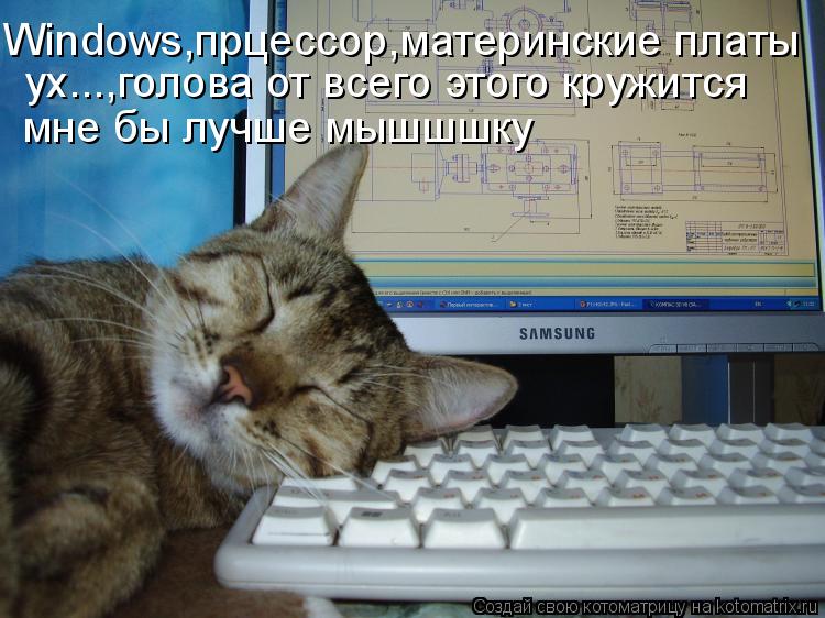 Котоматрица: Windows,прцессор,материнские платы ух...,голова от всего этого кружится  мне бы лучше мышшшку