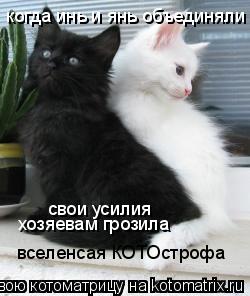 Котоматрица: свои усилия когда инь и янь объединяли хозяевам грозила  вселенсая КОТОстрофа