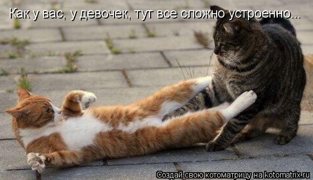 Котоматрица: Как у вас, у девочек, тут все сложно устроенно...