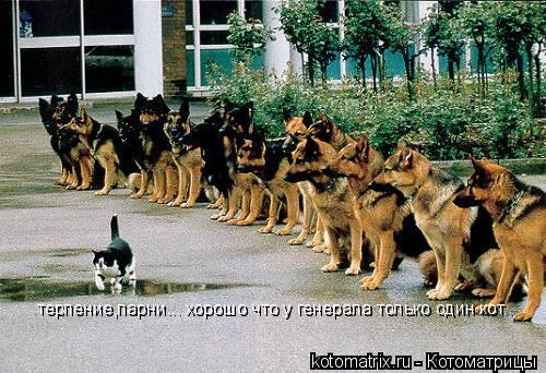 Котоматрица: терпение,парни... хорошо что у генерала только один кот.. терпение,парни... хорошо что у генерала только один кот..