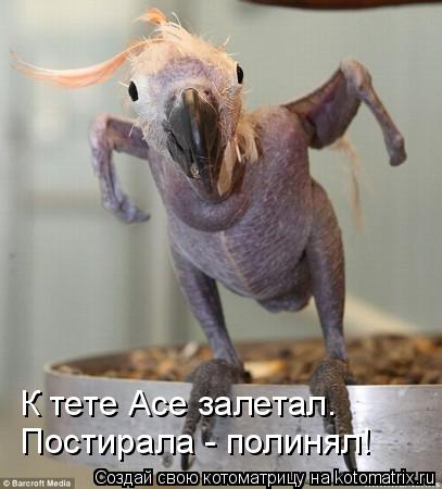 Котоматрица: К тете Асе залетал. Постирала - полинял!