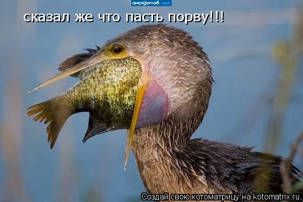 сказал же что пасть порву!!!... Котоматрица: сказал же что пасть порву!!!