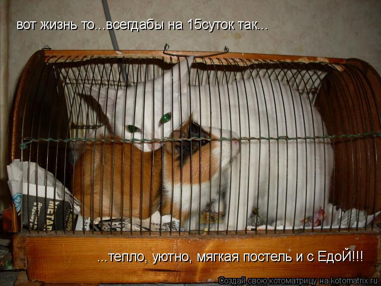 вот жизнь то...всегдабы на 15суток так... ...тепло, уютно, мягкая постель и с ЕдоЙ!!!... Котоматрица: вот жизнь то...всегдабы на 15суток так... ...тепло, уютно, мягкая постель и с ЕдоЙ!!!
