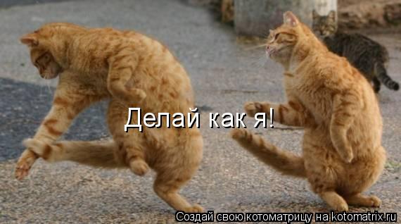 Делай как я!... Котоматрица: Делай как я!