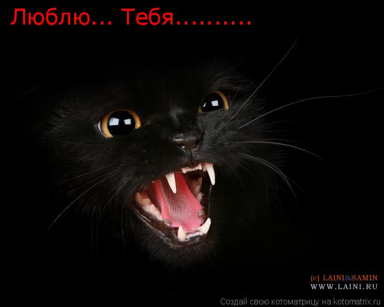 Люблю... Тебя............. Котоматрица: Люблю... Тебя..........