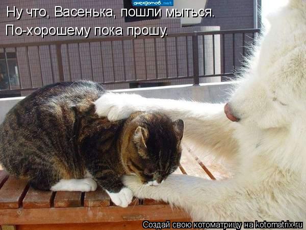 Ну что, Васенька, пошли мыться. По-хорошему пока прошу.... Котоматрица: Ну что, Васенька, пошли мыться. По-хорошему пока прошу.