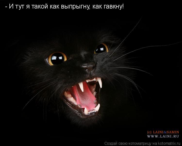 - И тут я такой как выпрыгну, как гавкну!... Котоматрица: - И тут я такой как выпрыгну, как гавкну!