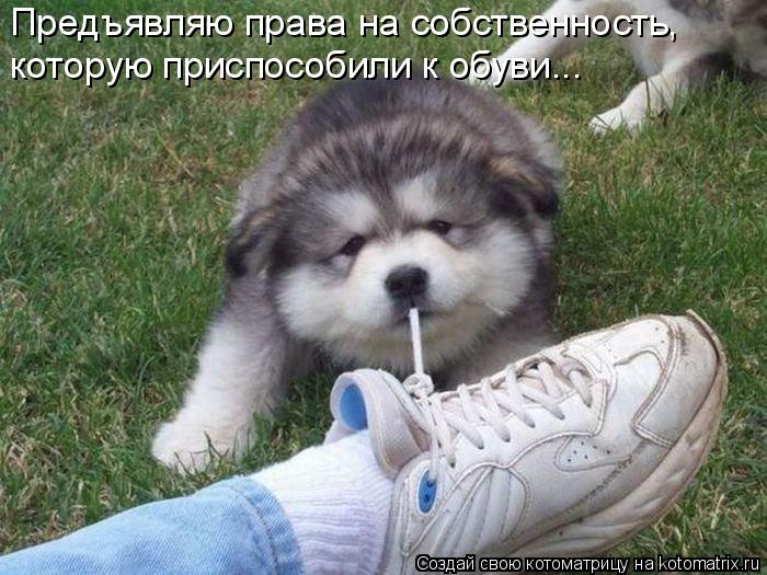 Предъявляю права на собственность, которую приспособили к обуви...... Котоматрица: Предъявляю права на собственность, которую приспособили к обуви...
