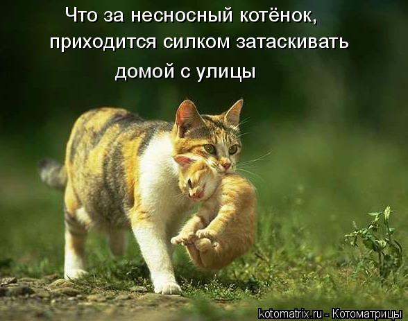 Что за несносный котёнок, приходится силком затаскивать домой с улицы... Котоматрица: Что за несносный котёнок, приходится силком затаскивать домой с улицы